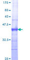GTF2H3 Protein - 12.5% SDS-PAGE Stained with Coomassie Blue.