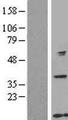 GTF2H5 Protein - Western validation with an anti-DDK antibody * L: Control HEK293 lysate R: Over-expression lysate
