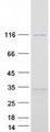GTF3C2 Protein - Purified recombinant protein GTF3C2 was analyzed by SDS-PAGE gel and Coomassie Blue Staining