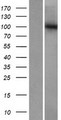 GTF3C3 Protein - Western validation with an anti-DDK antibody * L: Control HEK293 lysate R: Over-expression lysate