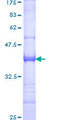 GTF3C3 Protein - 12.5% SDS-PAGE Stained with Coomassie Blue.