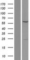 GTF3C5 Protein - Western validation with an anti-DDK antibody * L: Control HEK293 lysate R: Over-expression lysate