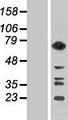GTPBP1 / GP1 Protein - Western validation with an anti-DDK antibody * L: Control HEK293 lysate R: Over-expression lysate