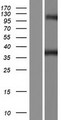 GTPBP10 Protein - Western validation with an anti-DDK antibody * L: Control HEK293 lysate R: Over-expression lysate