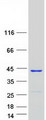 GTPBP10 Protein - Purified recombinant protein GTPBP10 was analyzed by SDS-PAGE gel and Coomassie Blue Staining