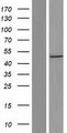 GTPBP3 Protein - Western validation with an anti-DDK antibody * L: Control HEK293 lysate R: Over-expression lysate