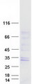 GTPBP8 / HSPC135 Protein - Purified recombinant protein GTPBP8 was analyzed by SDS-PAGE gel and Coomassie Blue Staining