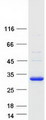 GUCD1 Protein - Purified recombinant protein GUCD1 was analyzed by SDS-PAGE gel and Coomassie Blue Staining