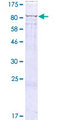GUF1 Protein - 12.5% SDS-PAGE of human GUF1 stained with Coomassie Blue