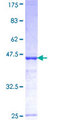 GYG2 Protein - 12.5% SDS-PAGE Stained with Coomassie Blue.
