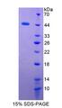 GYPC / Glycophorin C Protein - Recombinant Glycophorin C By SDS-PAGE