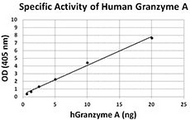 GZMA / Granzyme A Protein - The activity of recombinant human granzyme A is determined by its ability to cleave a colorimetric peptide substrate, N-carbobenzyloxy-Gly-Arg-ThioBenzyl ester (Z-GR-SBzl), in the presence of 5,5'Dithio-bis (2-nitrobenzoic acid) (DTNB) with an activity of >5,000 pmol/min/µg.