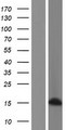 H2AFB2; H2AFB3 Protein - Western validation with an anti-DDK antibody * L: Control HEK293 lysate R: Over-expression lysate