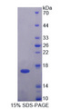 H2AFV Protein - Recombinant  H2A Histone Family, Member V By SDS-PAGE