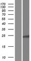 H2BFWT Protein - Western validation with an anti-DDK antibody * L: Control HEK293 lysate R: Over-expression lysate