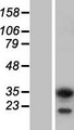 HABT1 / ABT1 Protein - Western validation with an anti-DDK antibody * L: Control HEK293 lysate R: Over-expression lysate