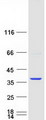 HAGHL Protein - Purified recombinant protein HAGHL was analyzed by SDS-PAGE gel and Coomassie Blue Staining