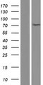 HAP1 Protein - Western validation with an anti-DDK antibody * L: Control HEK293 lysate R: Over-expression lysate