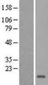HCFC1R1 / HPIP Protein - Western validation with an anti-DDK antibody * L: Control HEK293 lysate R: Over-expression lysate