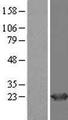 HDDC2 Protein - Western validation with an anti-DDK antibody * L: Control HEK293 lysate R: Over-expression lysate