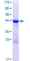 HDDC2 Protein - 12.5% SDS-PAGE of human HDDC2 stained with Coomassie Blue