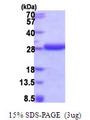 HDDC2 Protein