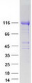 HEATR6 / ABC1 Protein - Purified recombinant protein HEATR6 was analyzed by SDS-PAGE gel and Coomassie Blue Staining