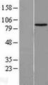 HECTD2 Protein - Western validation with an anti-DDK antibody * L: Control HEK293 lysate R: Over-expression lysate