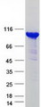HECTD3 Protein - Purified recombinant protein HECTD3 was analyzed by SDS-PAGE gel and Coomassie Blue Staining