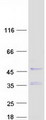 HEMK1 Protein - Purified recombinant protein HEMK1 was analyzed by SDS-PAGE gel and Coomassie Blue Staining