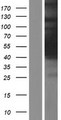 HGH1 / FAM203A Protein - Western validation with an anti-DDK antibody * L: Control HEK293 lysate R: Over-expression lysate
