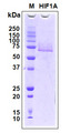 HIF1A / HIF1 Alpha Protein - SDS-PAGE under reducing conditions and visualized by Coomassie blue staining