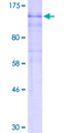 HIF2A / EPAS1 Protein - 12.5% SDS-PAGE of human EPAS1 stained with Coomassie Blue