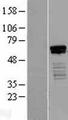 HINFP Protein - Western validation with an anti-DDK antibody * L: Control HEK293 lysate R: Over-expression lysate