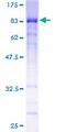 HINFP Protein - 12.5% SDS-PAGE of human MIZF stained with Coomassie Blue