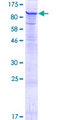 HIPK4 Protein - 12.5% SDS-PAGE of human HIPK4 stained with Coomassie Blue