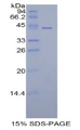 HIST1H2AA Protein - Recombinant Histone Cluster 1, H2aa By SDS-PAGE