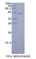 HIST1H2AC Protein - Recombinant Histone Cluster 1, H2ac By SDS-PAGE