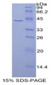 HIST1H2AG Protein - Recombinant Histone Cluster 1, H2ag By SDS-PAGE