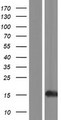 HIST1H2AI Protein - Western validation with an anti-DDK antibody * L: Control HEK293 lysate R: Over-expression lysate