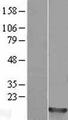 HIST1H2BM Protein - Western validation with an anti-DDK antibody * L: Control HEK293 lysate R: Over-expression lysate