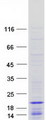 HIST1H2BO Protein - Purified recombinant protein HIST1H2BO was analyzed by SDS-PAGE gel and Coomassie Blue Staining