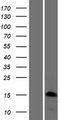 HIST1H3J Protein - Western validation with an anti-DDK antibody * L: Control HEK293 lysate R: Over-expression lysate