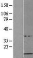 HIST1H4B Protein - Western validation with an anti-DDK antibody * L: Control HEK293 lysate R: Over-expression lysate