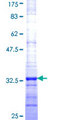 HIST1H4H Protein - 12.5% SDS-PAGE Stained with Coomassie Blue.