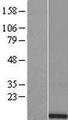 HIST1H4L Protein - Western validation with an anti-DDK antibody * L: Control HEK293 lysate R: Over-expression lysate