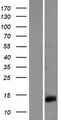 HIST2H2AC Protein - Western validation with an anti-DDK antibody * L: Control HEK293 lysate R: Over-expression lysate