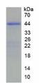 HIST2H2AC Protein - Recombinant Histone Cluster 2, H2ac By SDS-PAGE