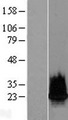 HIST2H2BF Protein - Western validation with an anti-DDK antibody * L: Control HEK293 lysate R: Over-expression lysate