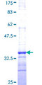 HIST2H4A Protein - 12.5% SDS-PAGE Stained with Coomassie Blue.